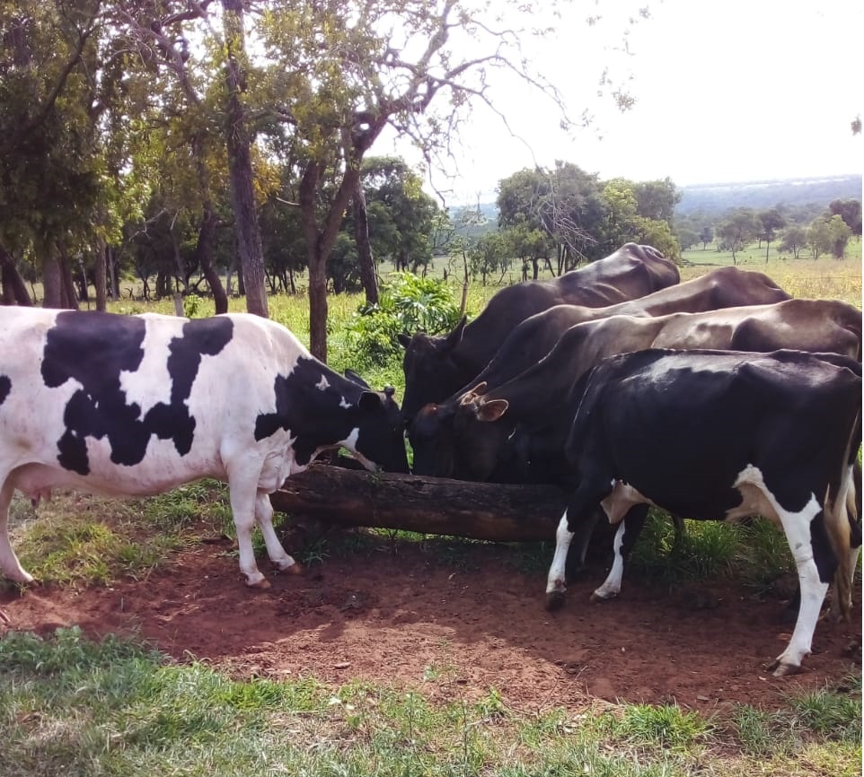 Vende Se S Tio De Hectares Cabe As De Gado E Estrutura Em