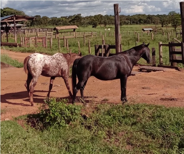 Mundo dos cavalos - raça palusa