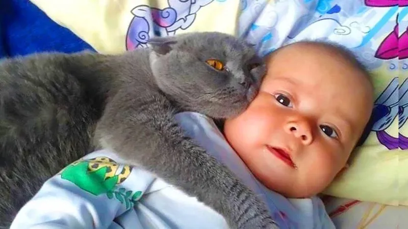 Adotar um gatinho bebé está a valer um bónus nos EUA - SIC Notícias